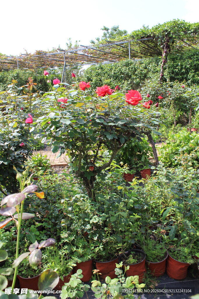 红色月季花