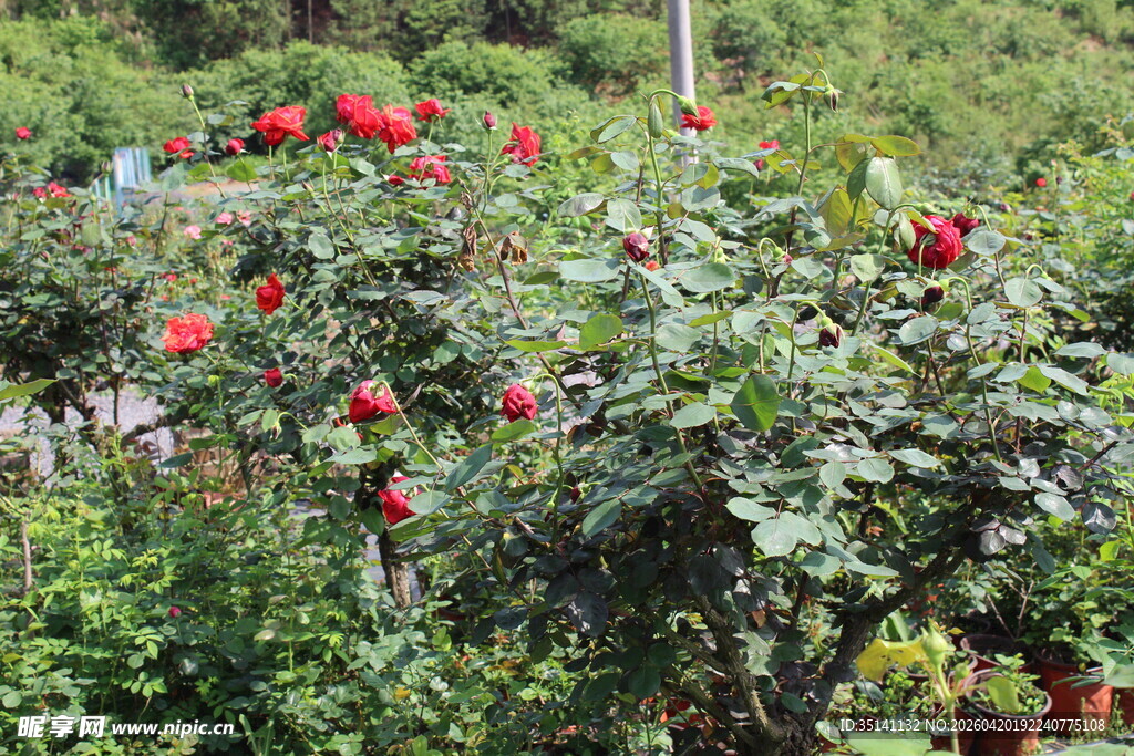 红色月季花