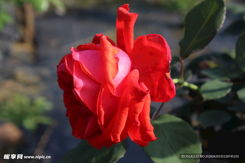 红色月季花