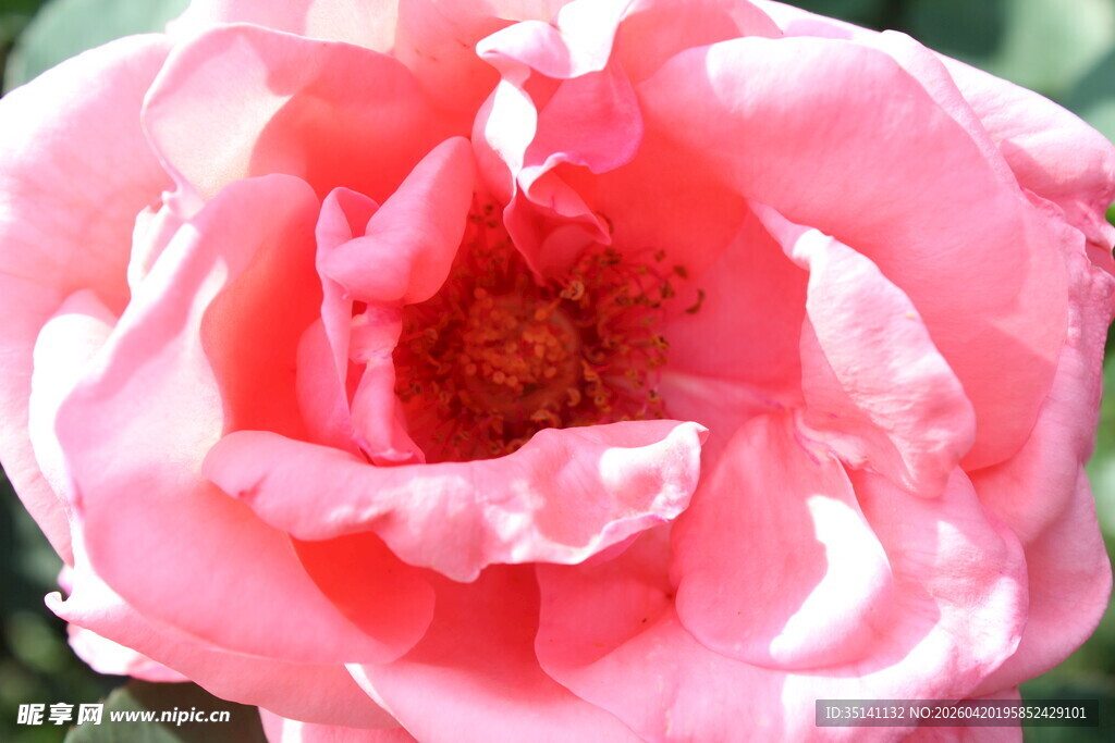 粉色月季花