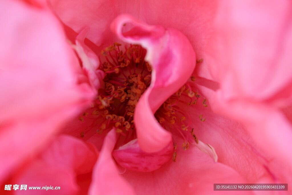 粉色月季花