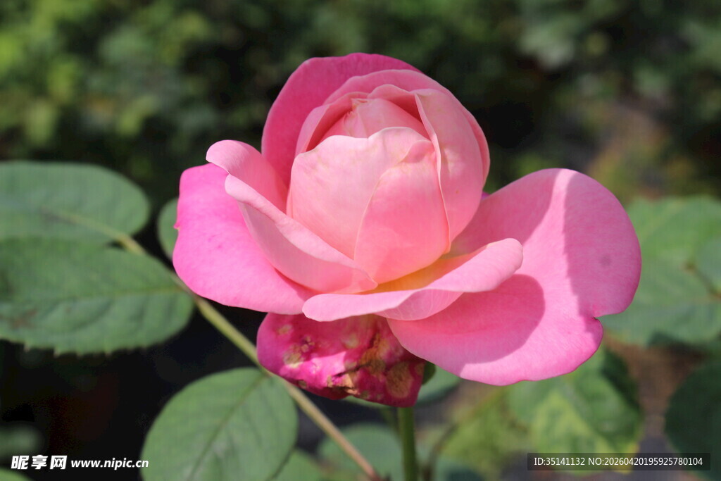 粉色月季花