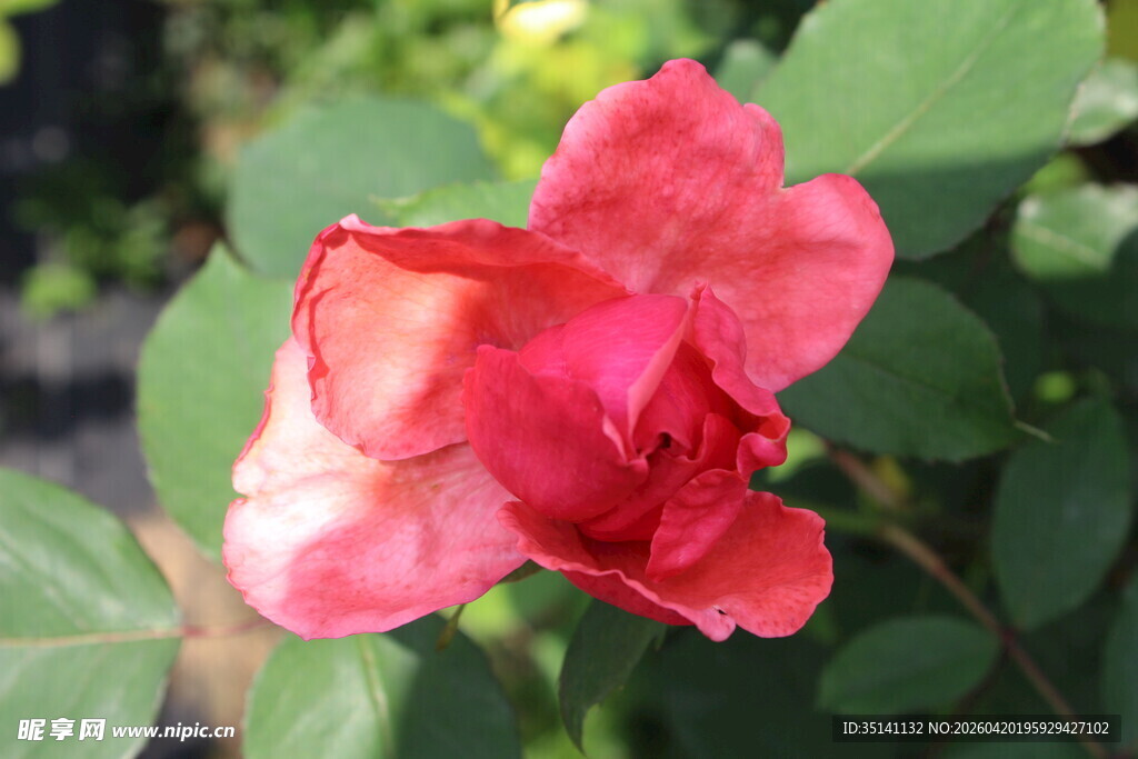 粉色月季花