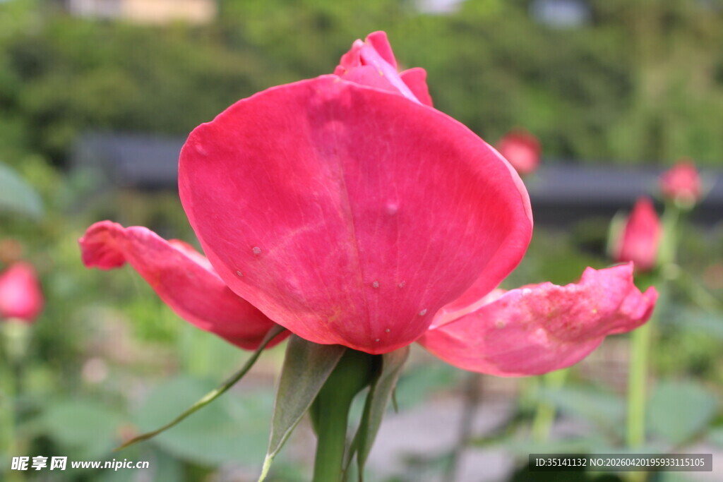 粉色月季花