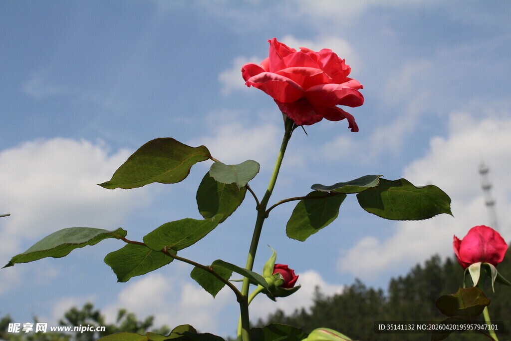 粉色月季花