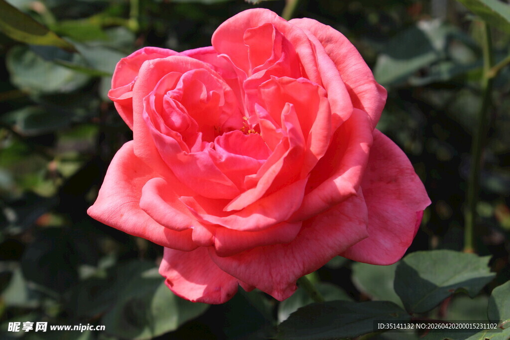 粉色月季花