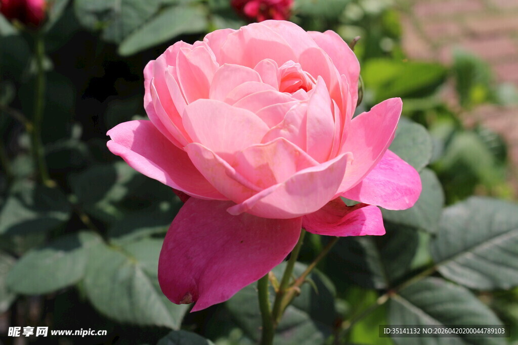 粉色月季花
