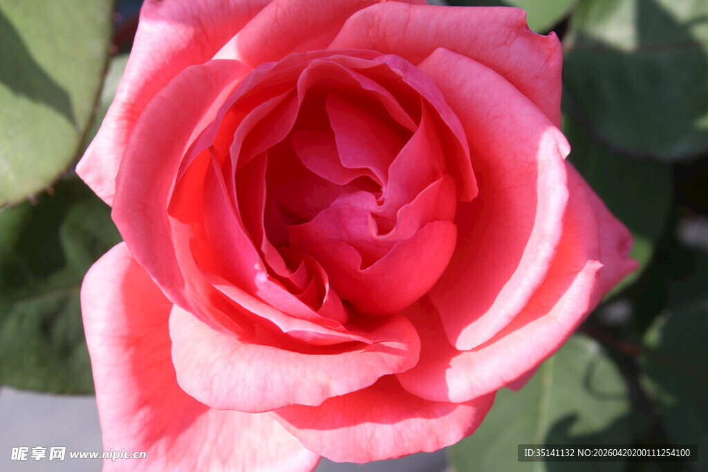 粉色月季花