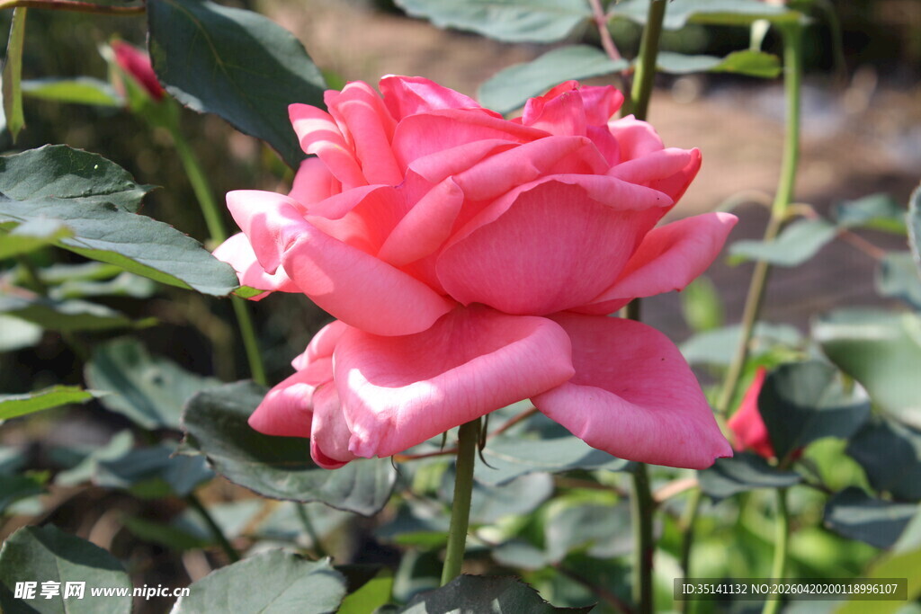 粉色月季花
