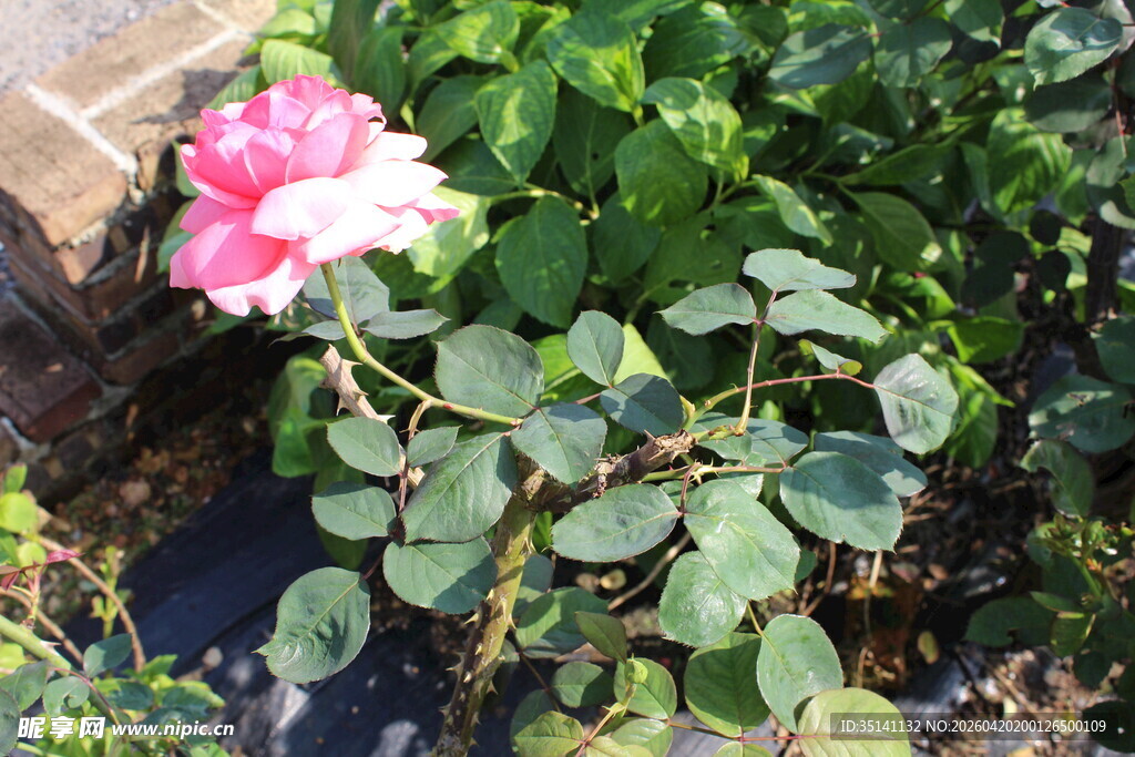 粉色月季花