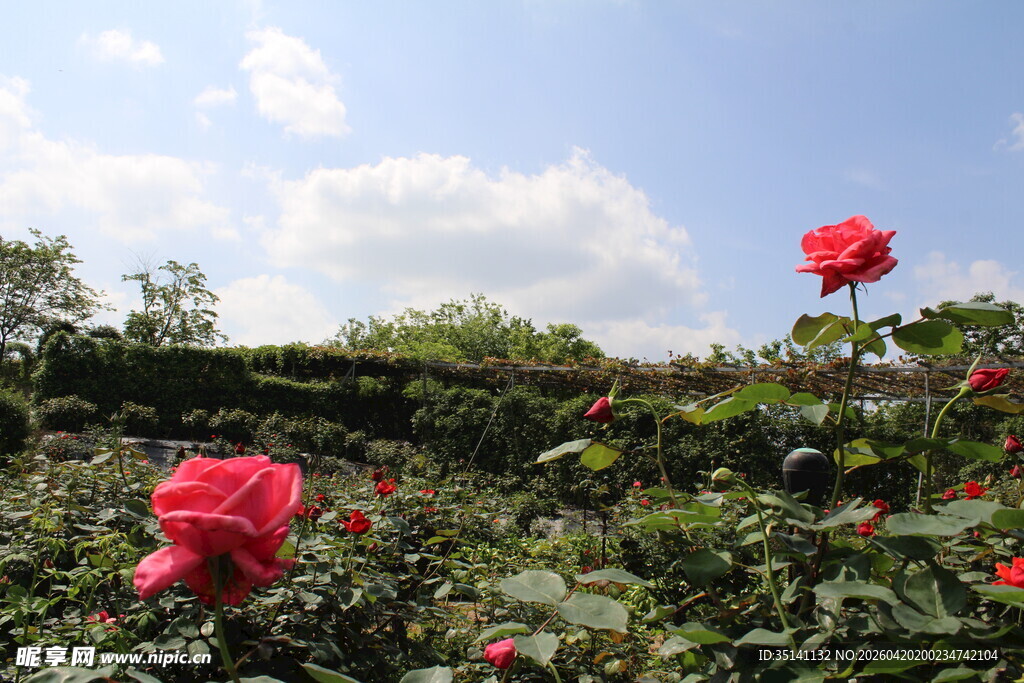 粉色月季花
