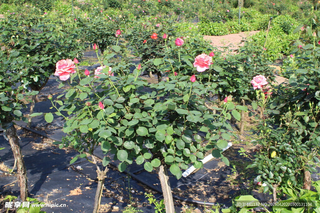 粉色月季花