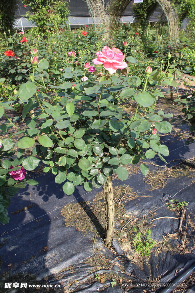 粉色月季花