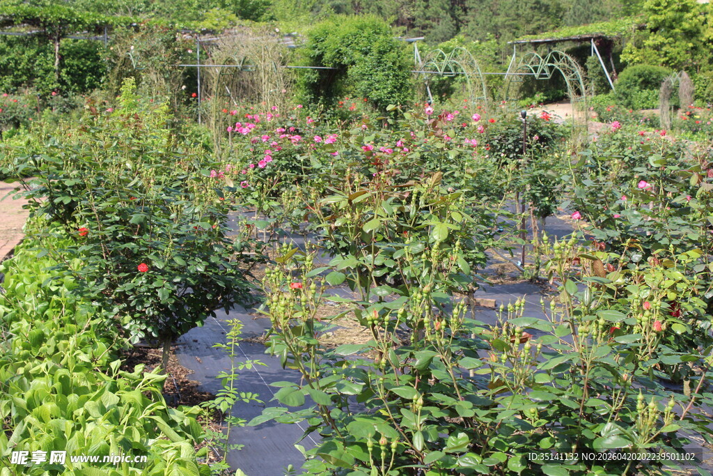 月季花园