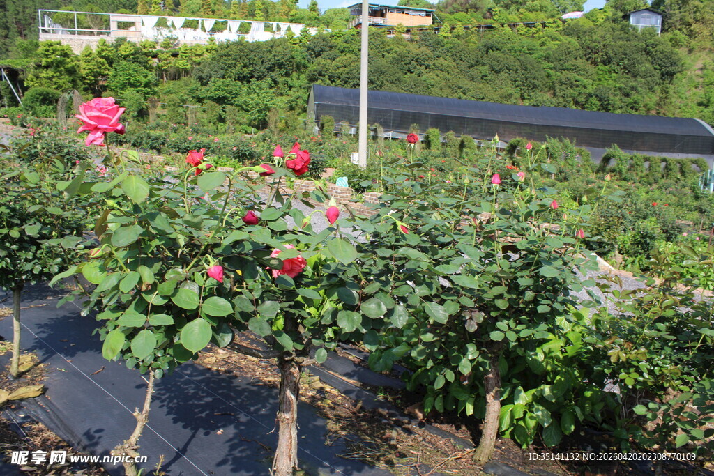 月季花园