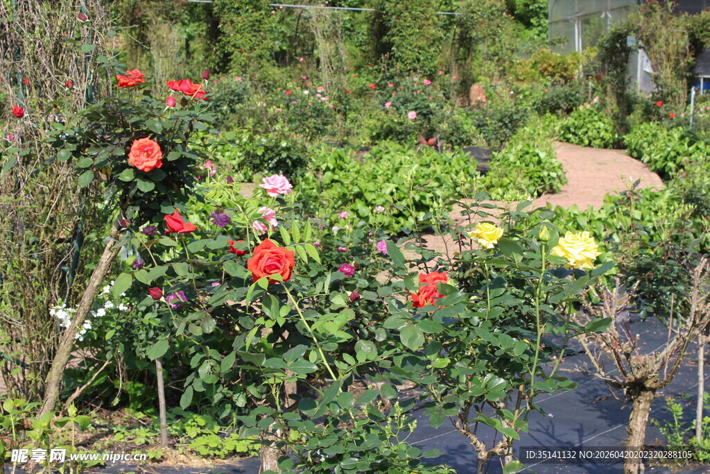月季花园