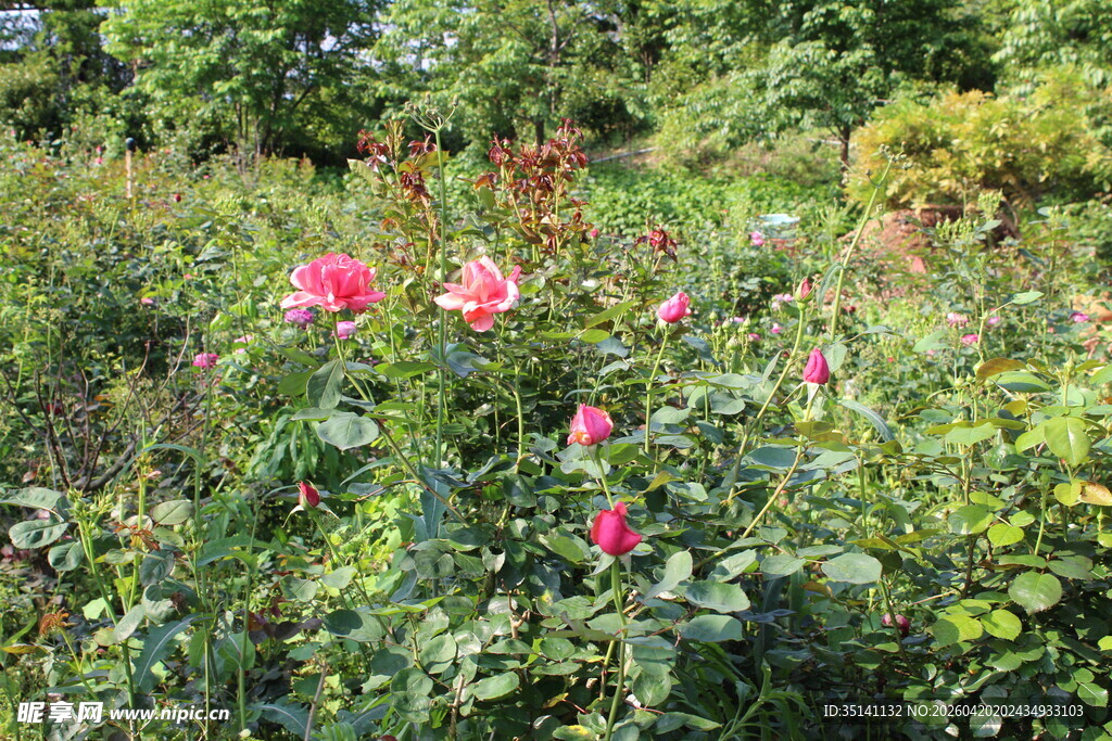月季花园