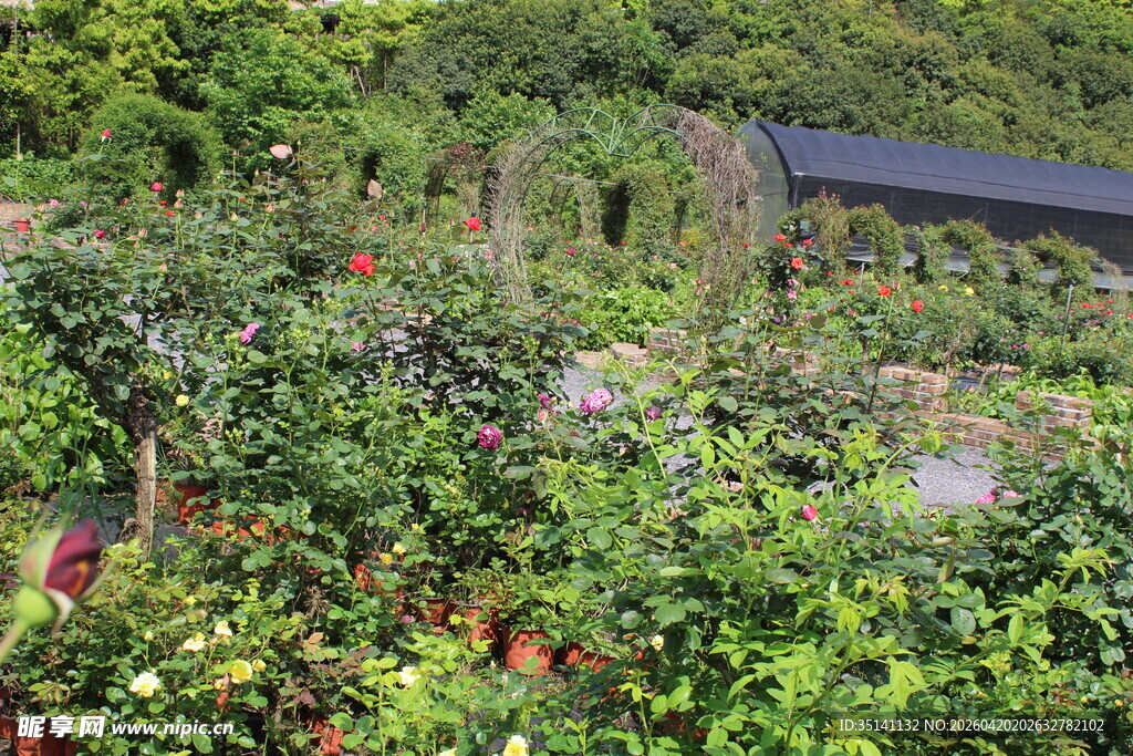 月季花园 