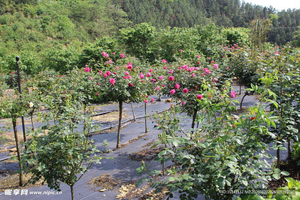 月季花园