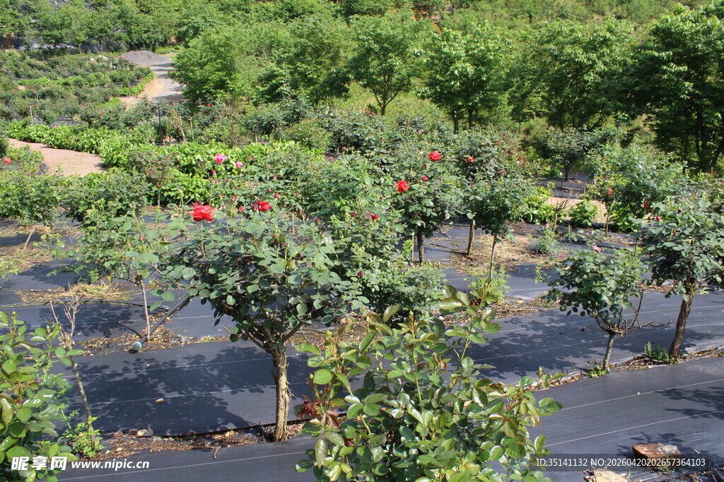 月季花园