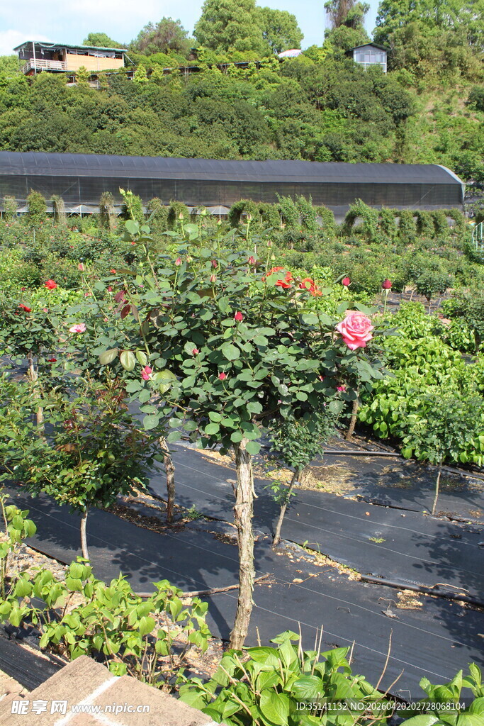 月季花园