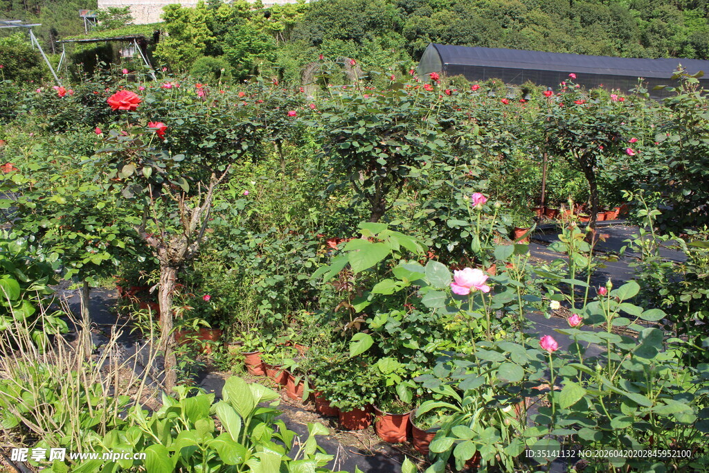 月季花园