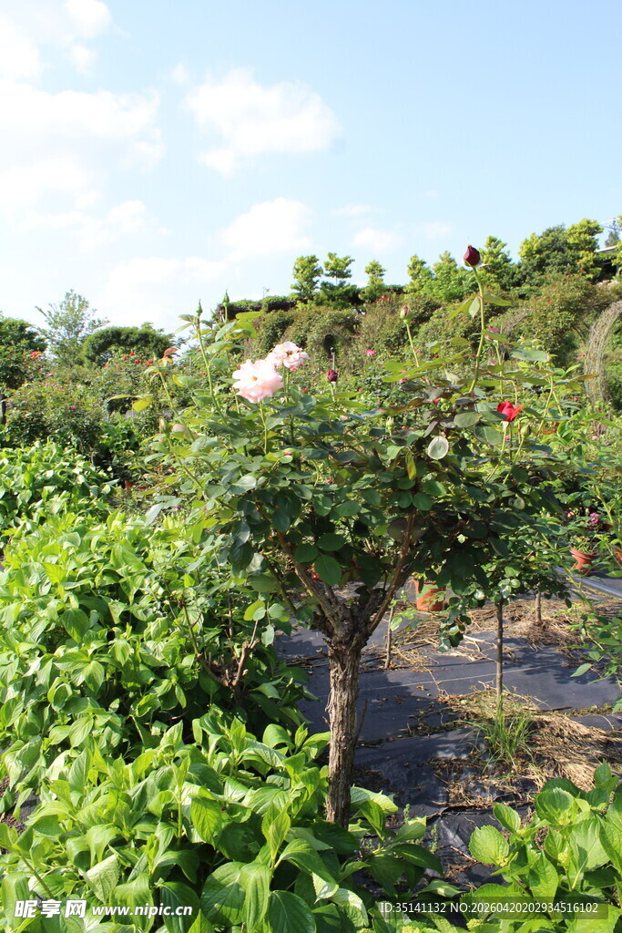 月季花园