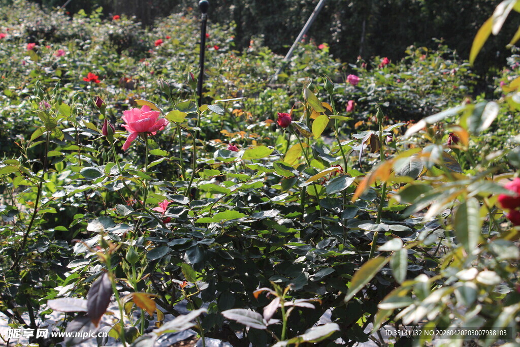 月季花园