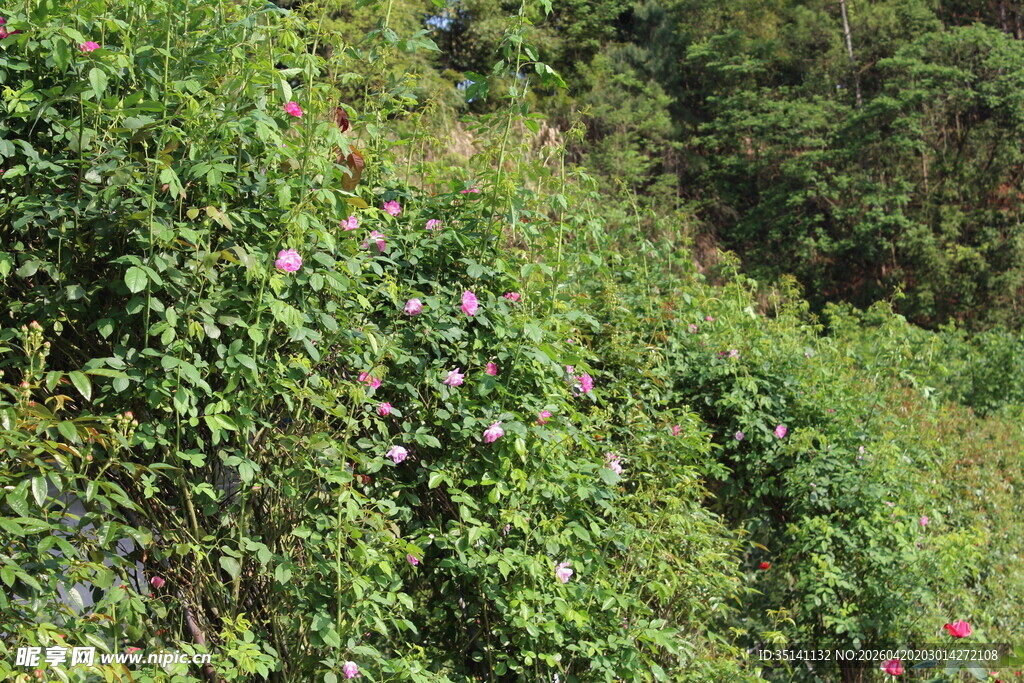 月季花园