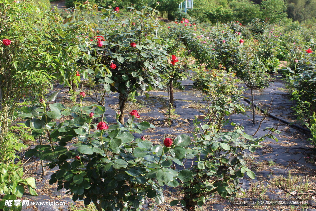 月季花园 