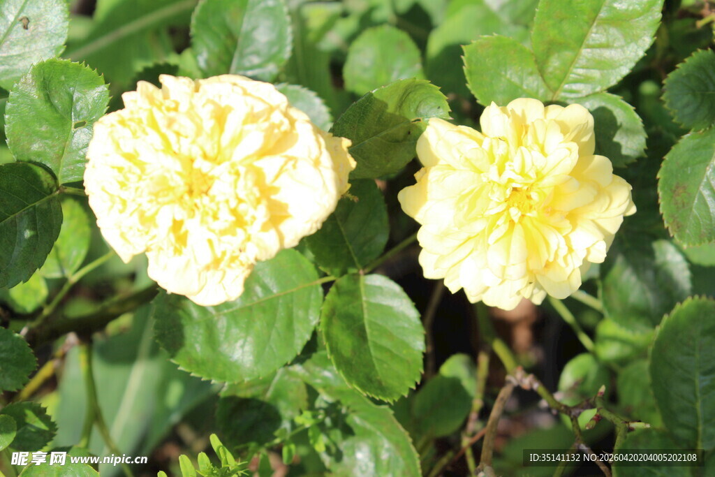 黄色丰花月季