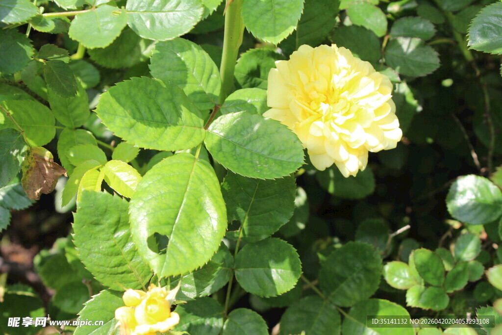 黄色丰花月季
