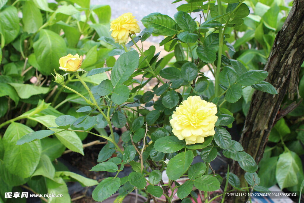 黄色丰花月季