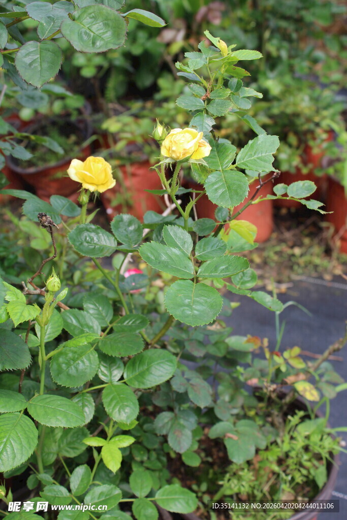 黄色丰花月季