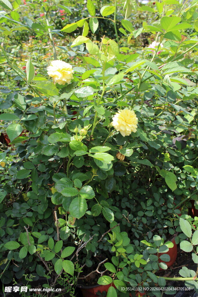 黄色丰花月季