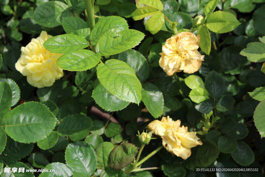 黄色丰花月季