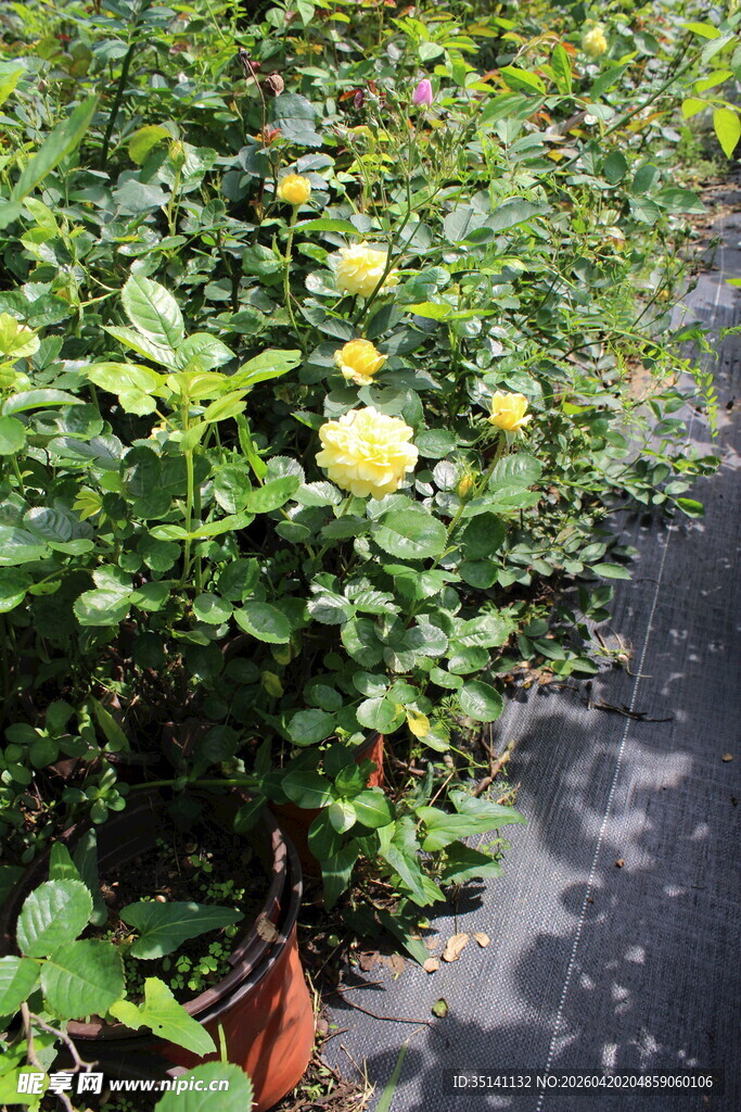 黄色丰花月季
