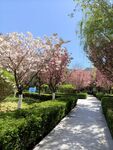 春天公园小径樱花美景