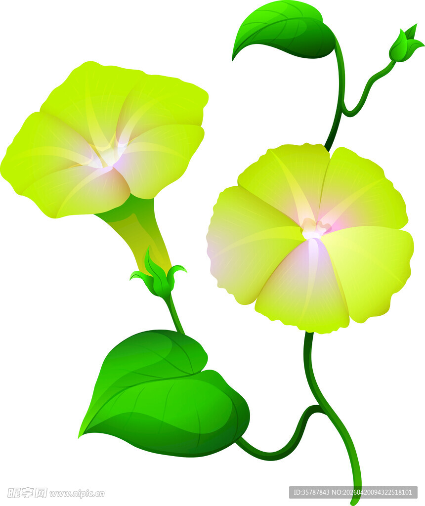 两朵绽放的黄色牵牛花