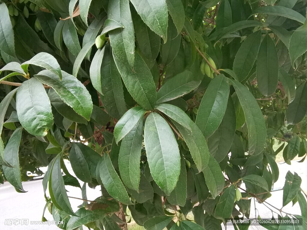 绿叶繁茂的植物特写