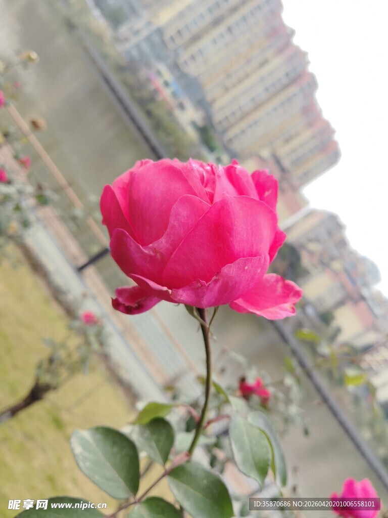 娇艳粉色玫瑰特写
