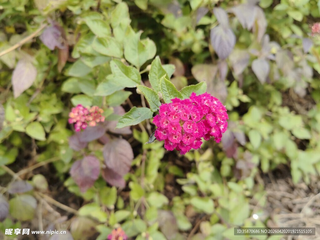 绿叶丛中娇艳的粉红色花朵