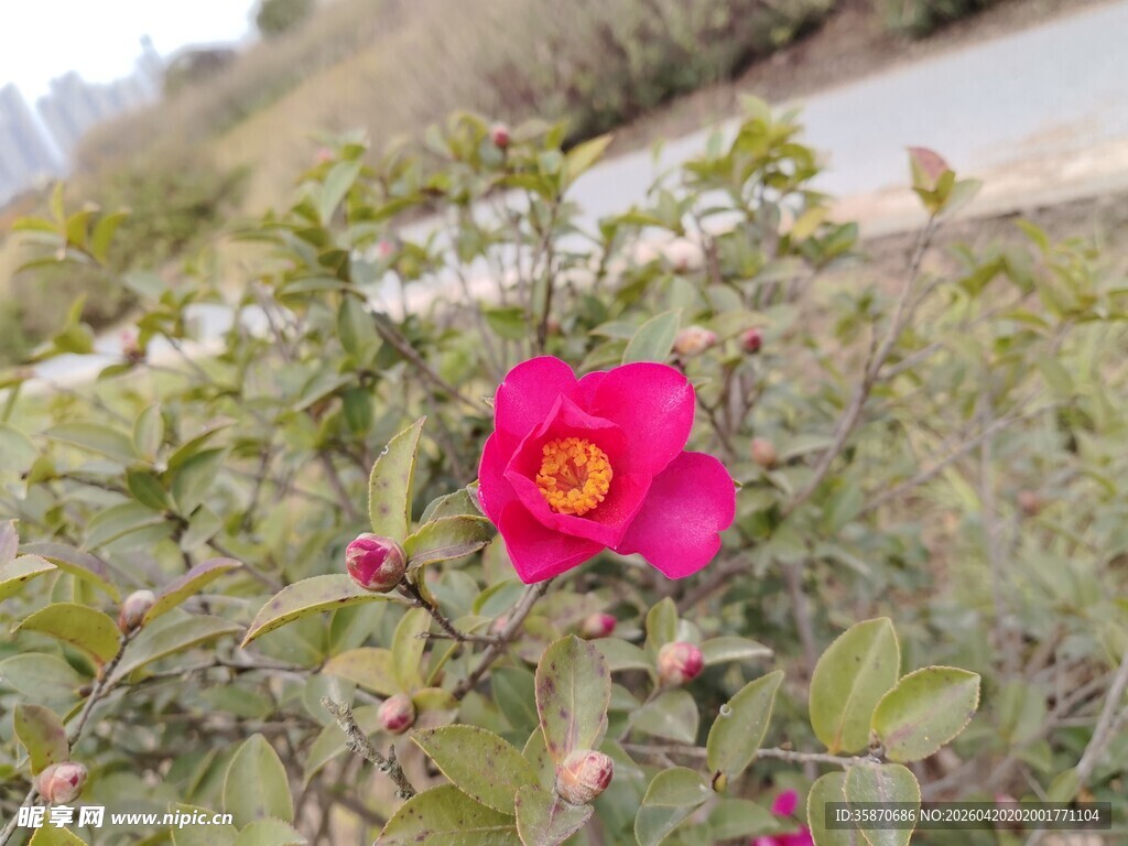娇艳绽放的野外红花朵