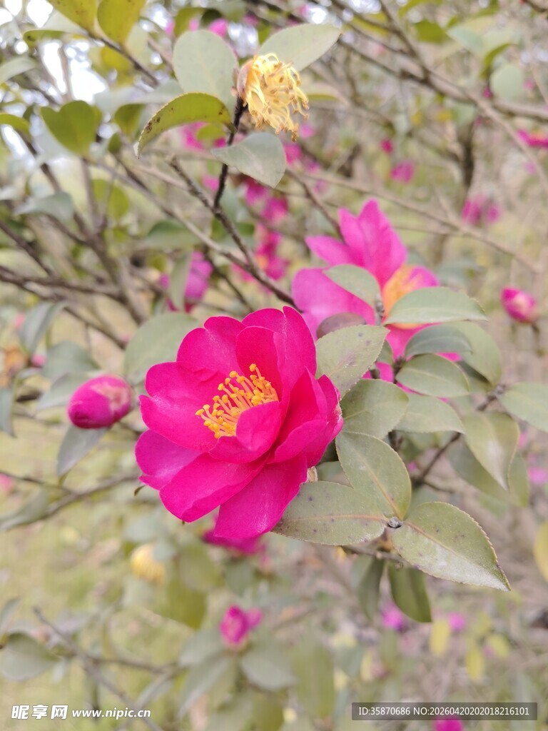 娇艳山茶花绽放枝头