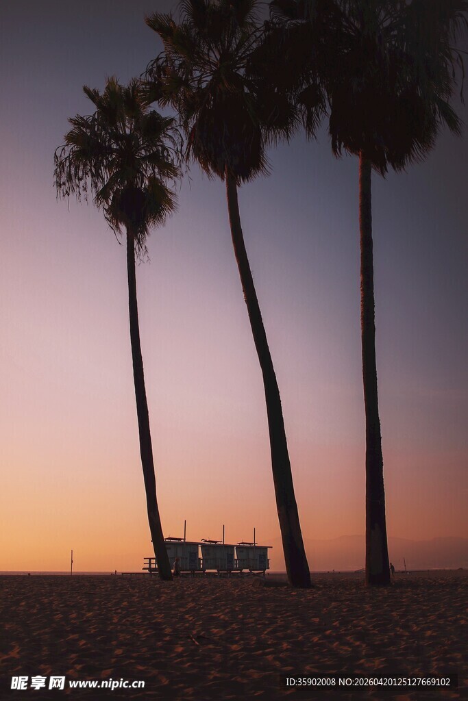 夕阳下的棕榈树与远方建筑