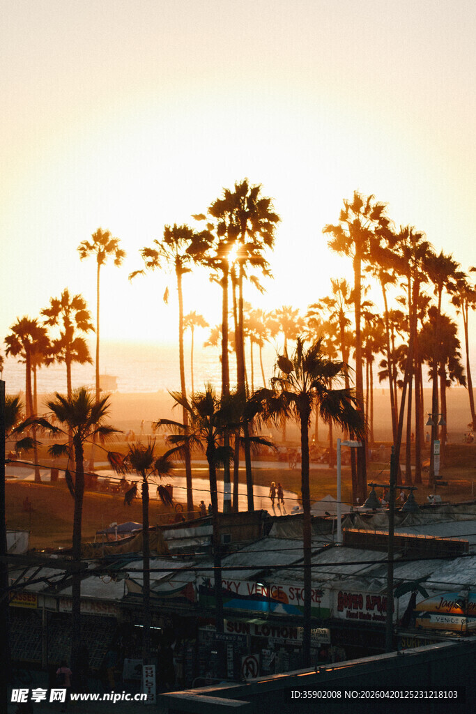 夕阳下的棕榈树景观