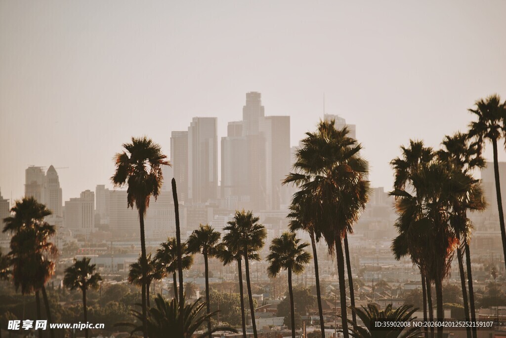 城市天际线与棕榈树景观