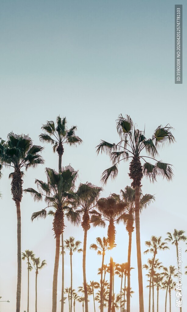 夕阳下的棕榈树剪影