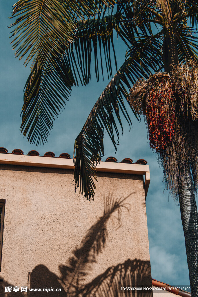 阳光下的棕榈树与建筑