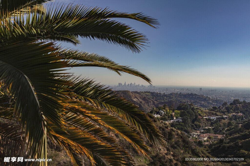 俯瞰城市中的棕榈树景观